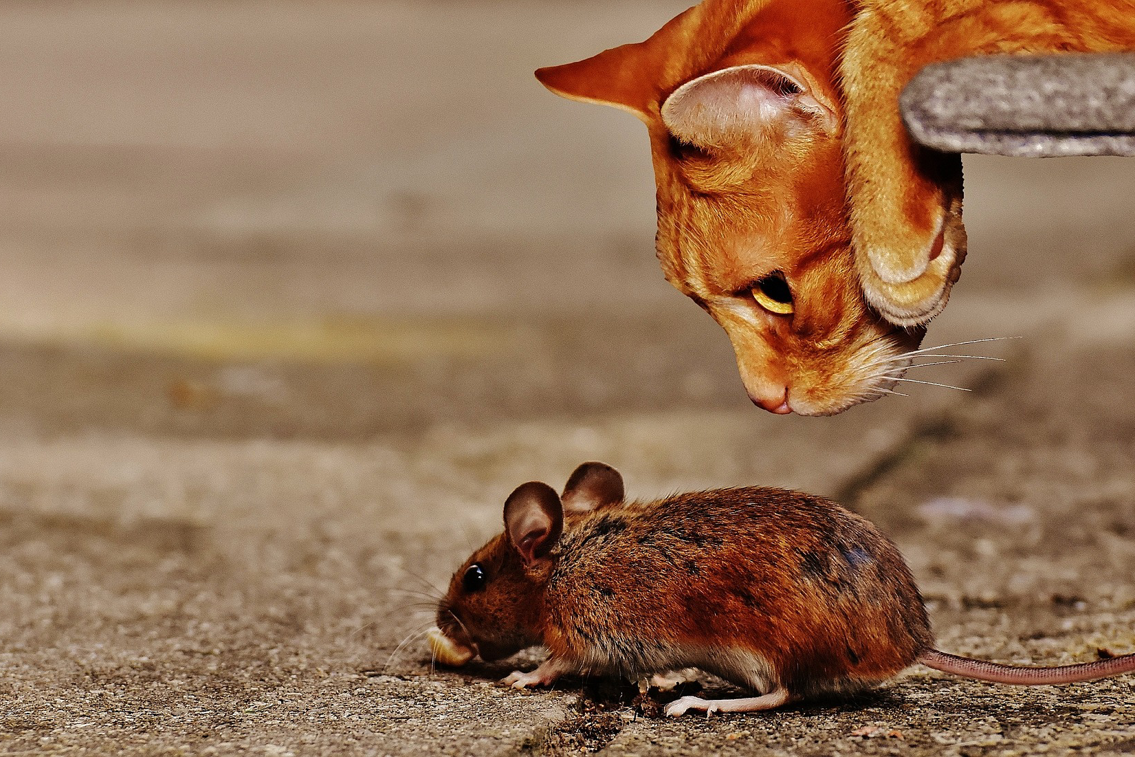 Pornoportal xHamster spielt mit Behörden Katz und Maus