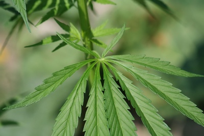 Kabinett beschließt Eckpunkte zur kontrollierten Cannabis-Abgabe