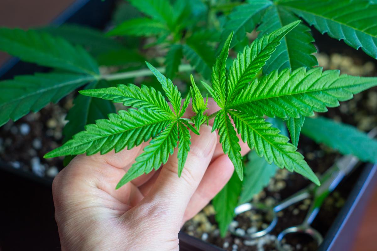 Die Ampel streitet schon wieder über das Cannabisgesetz